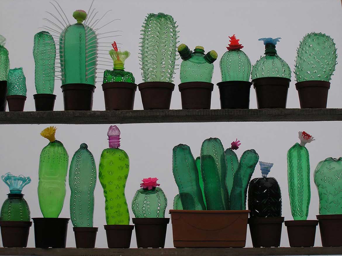 © Cactus collection by Veronika Richterova